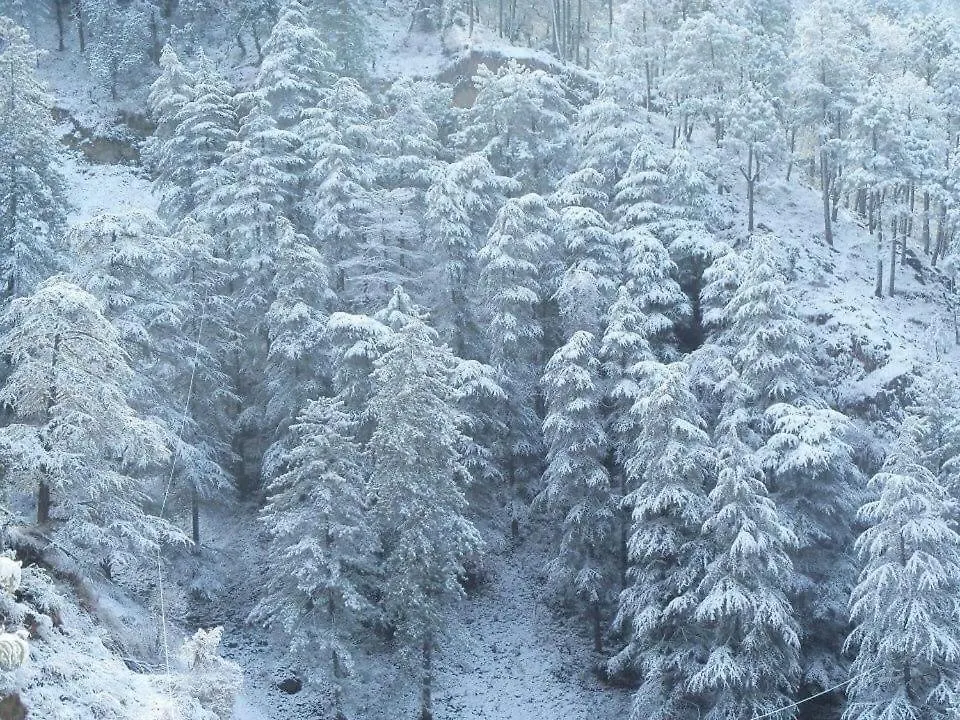 Homestay Calm Paradise Shimla